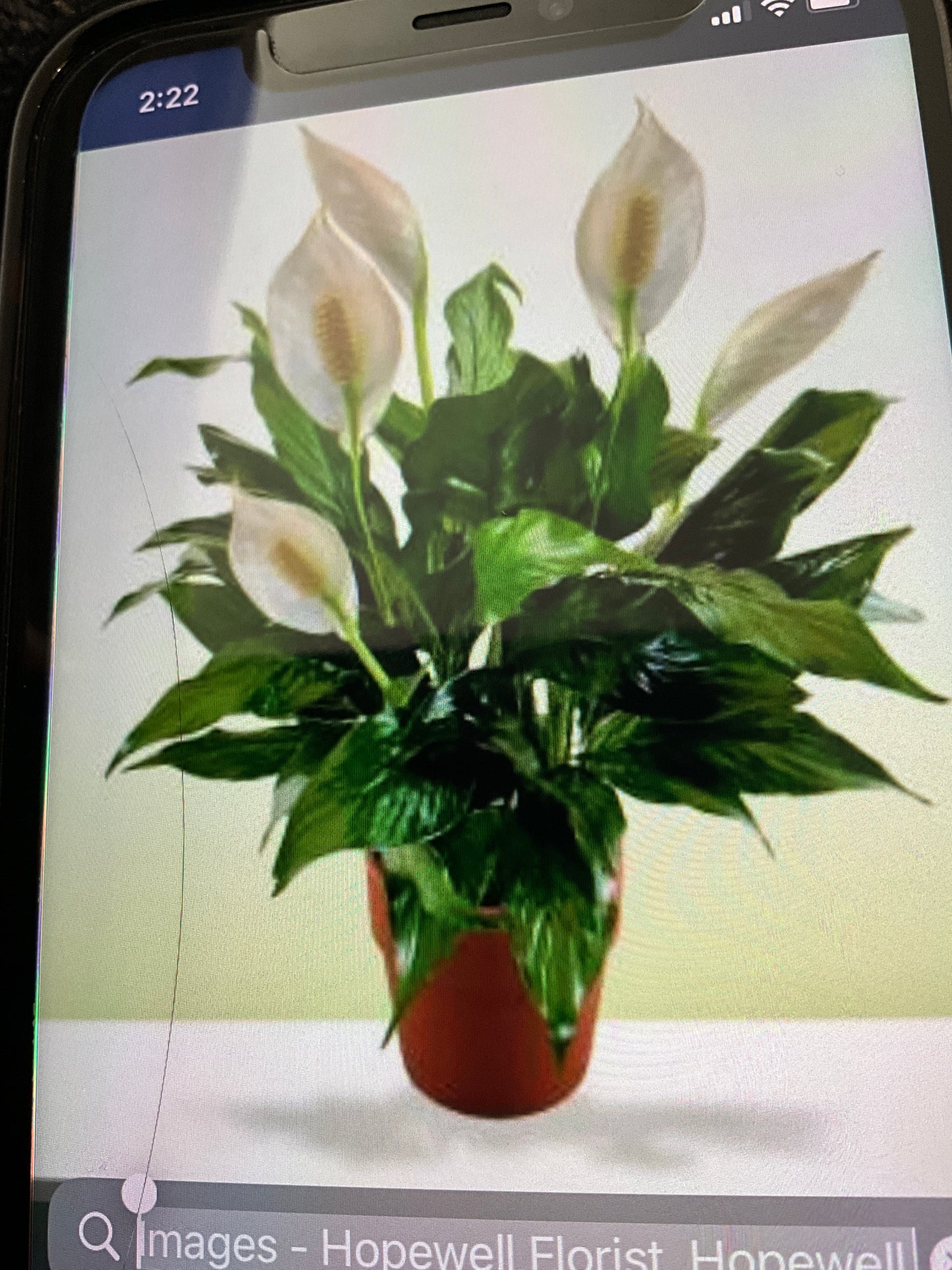 Houseplants Peace Lilly 6”