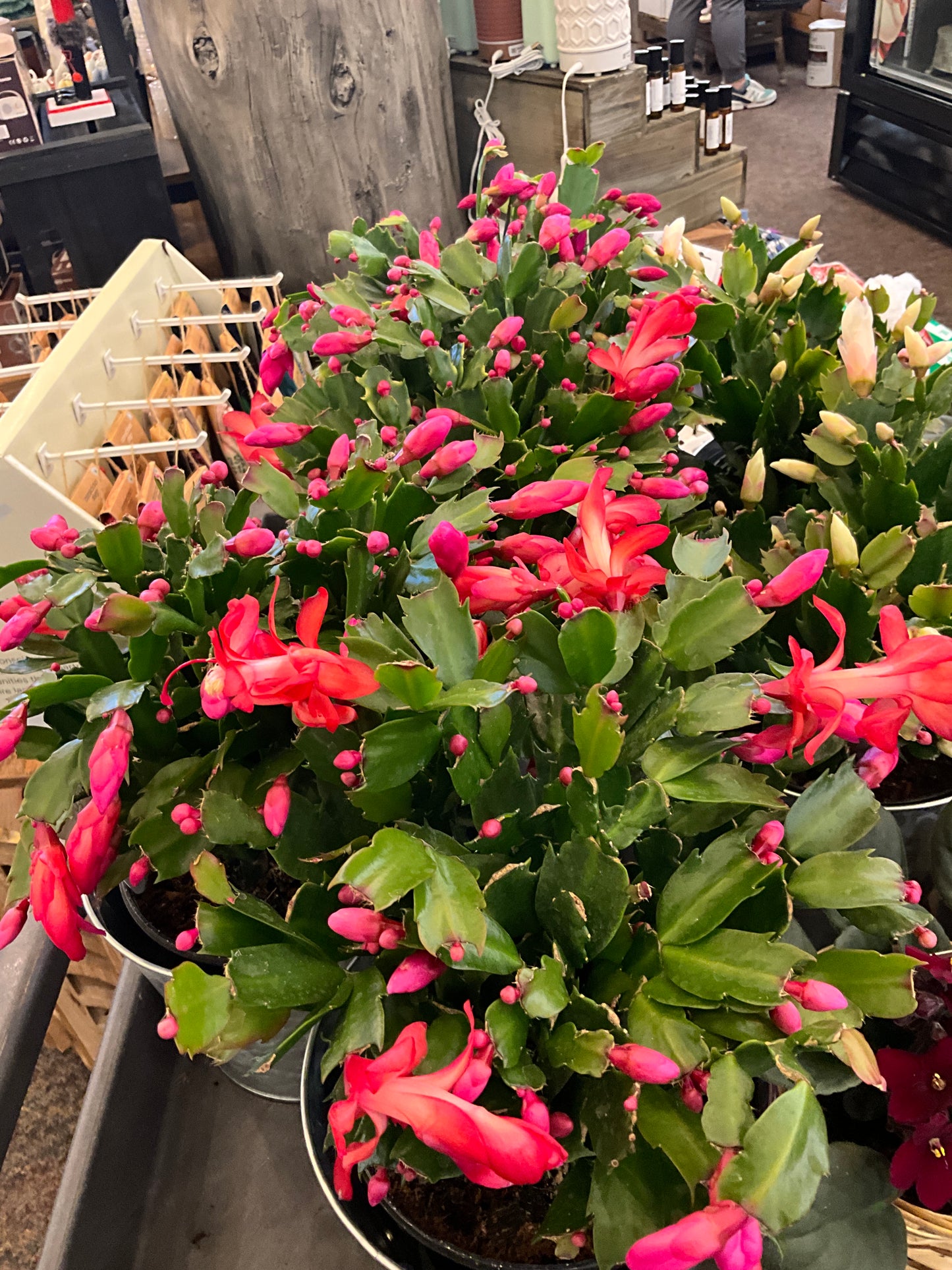 Houseplants Christmas Cactus 6”