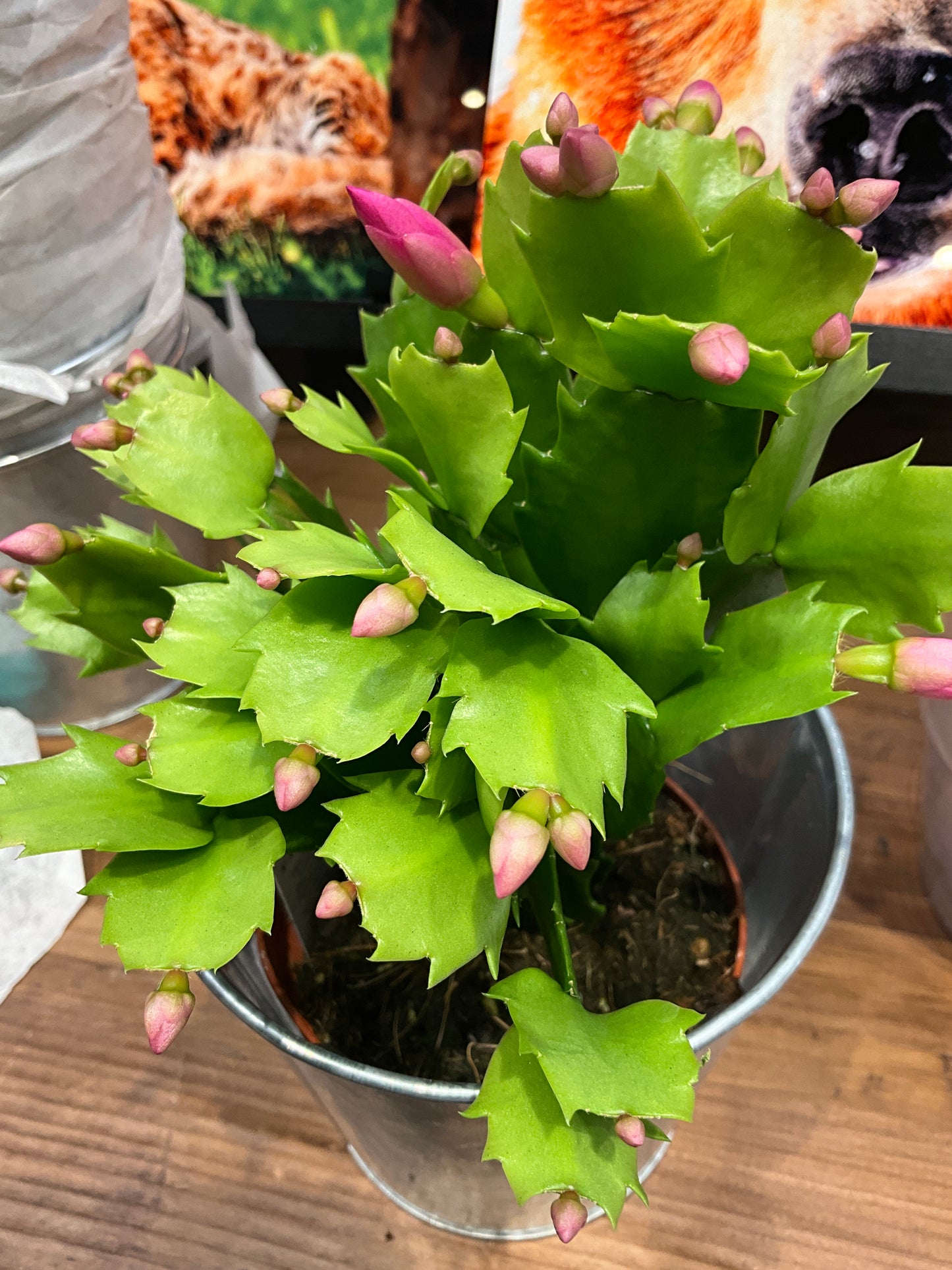 Houseplants Christmas Cactus 4”
