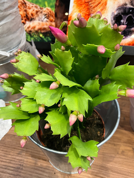 Houseplants Christmas Cactus 4”
