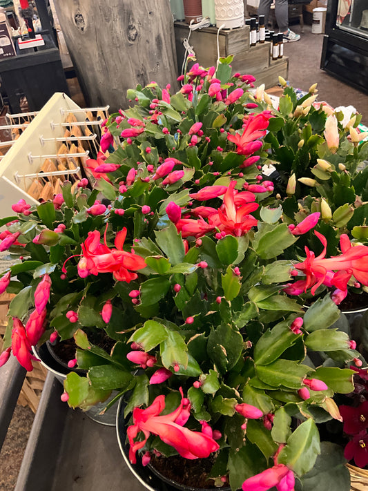 Houseplants Christmas Cactus 6”